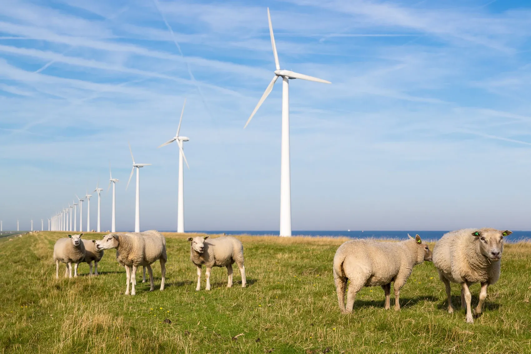 Schapen in een grasland met windmolens langs de kust